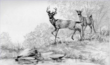 黒と白 Painting - ストリーム鉛筆の黒と白の鹿